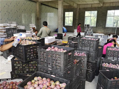 新羅區(qū)最大芙蓉李收購集散中心 扶農助農打造產供銷一站式服務，助力農副產品銷售騰飛